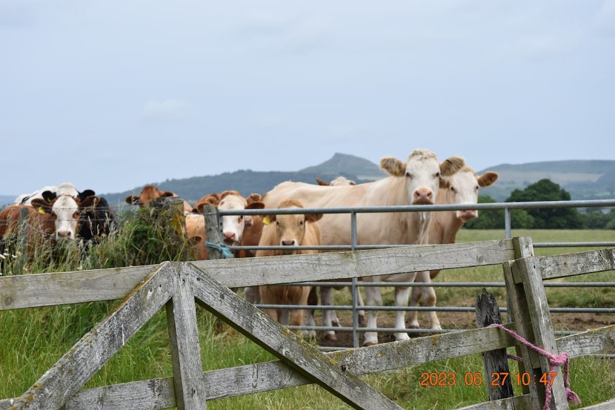 Cows gathered near a wooden gate with rolling hills in the background at Castle House Farm, North Yorkshire.