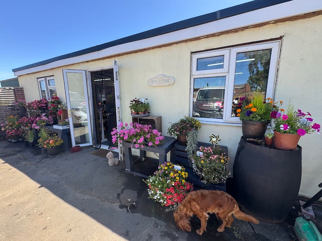 Colorful flower pots line the entrance of a nursery building, with a friendly dog sniffing around the area.