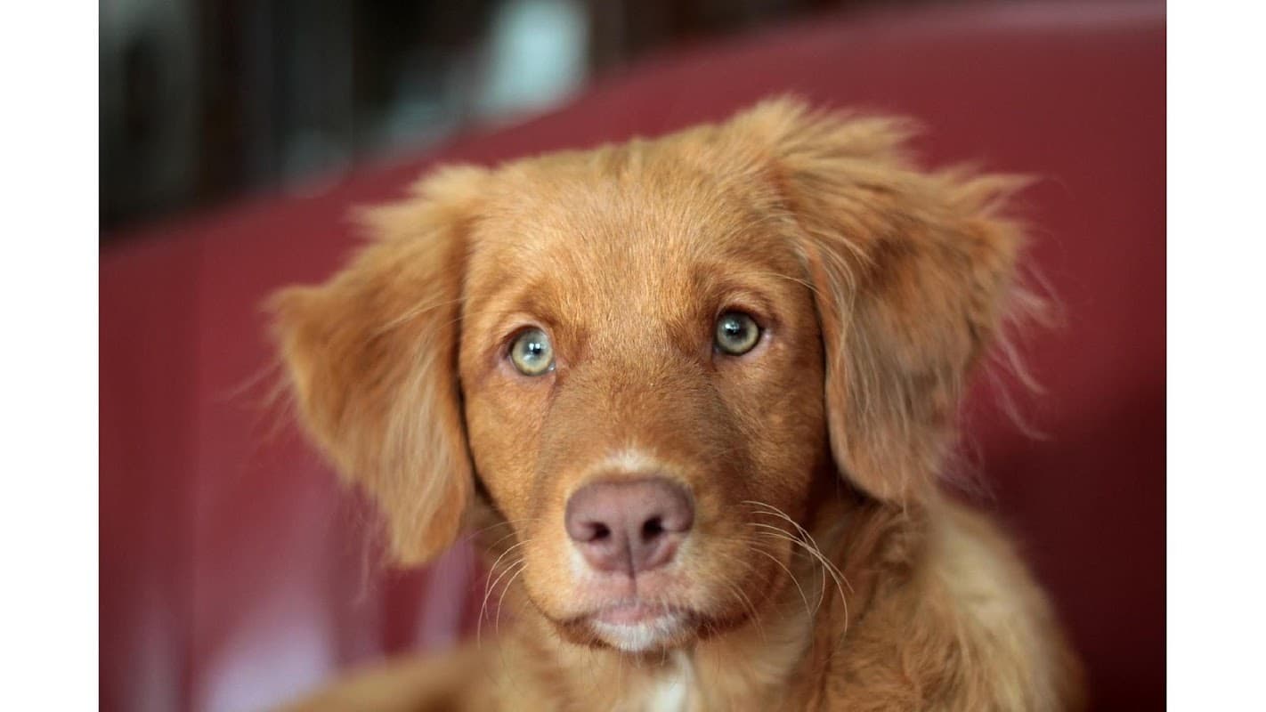 White Cross Vets - Vets in guiseley