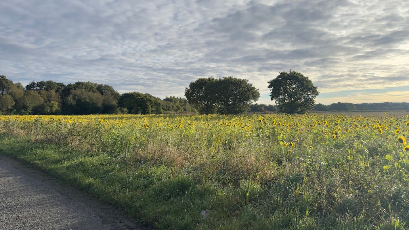 A field of sunflowers under a cloudy sky, bordered by trees and a gravel path in Hambleton, Selby, Yorkshire.