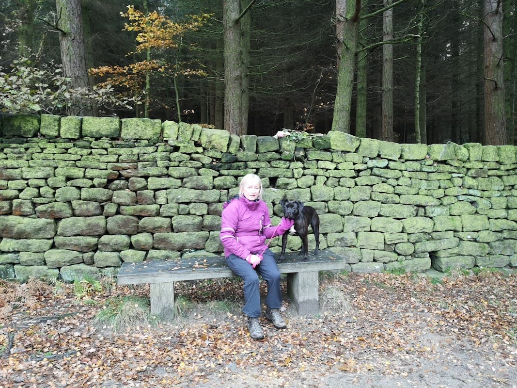 A woman in a purple jacket sits on a bench beside a dog, against a moss-covered stone wall in a forested area.