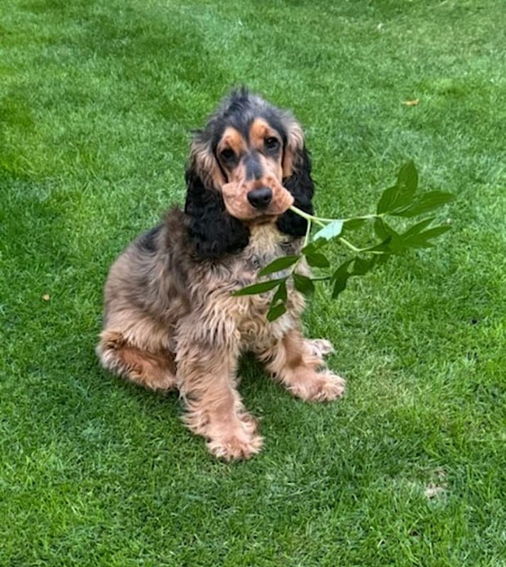 Medivet Harrogate Knaresborough Rd - Shamrock Veterinary Clinic - Vets in harrogate