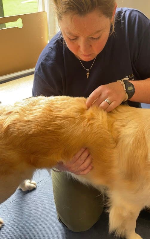 The K9 Chiro - Vets in harrogate