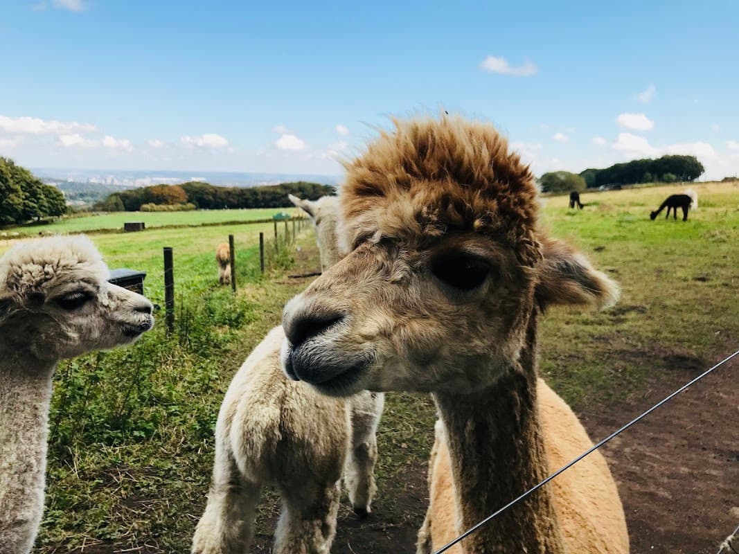 Mayfield Alpacas Farm & Animal Sanctuary - Zoos in hathersage