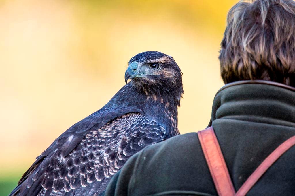 National Centre for Birds of Prey (NCBP) - Attraction in helmsley