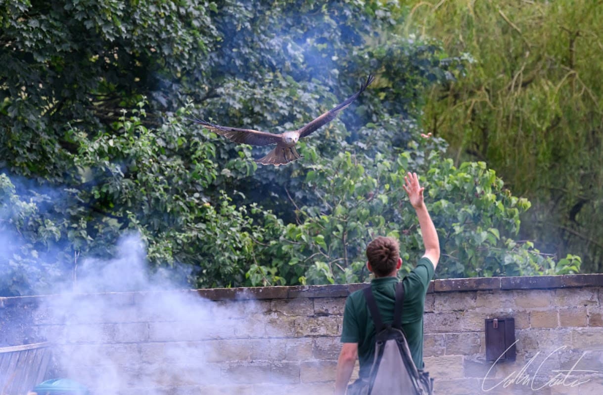A falcon flies above a trainer gesturing, surrounded by greenery and smoke at Thirsk Birds of Prey Centre.