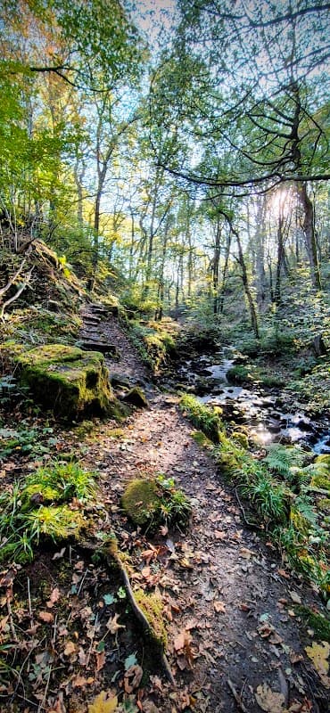 Lush green forest path beside a gently flowing stream, dappled sunlight filtering through the trees.