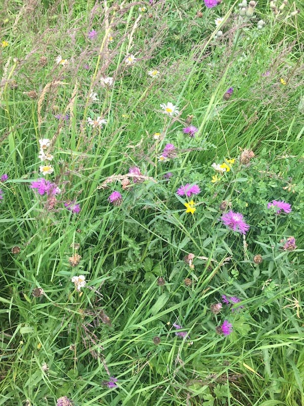 Woodside Green - Park in horsforth