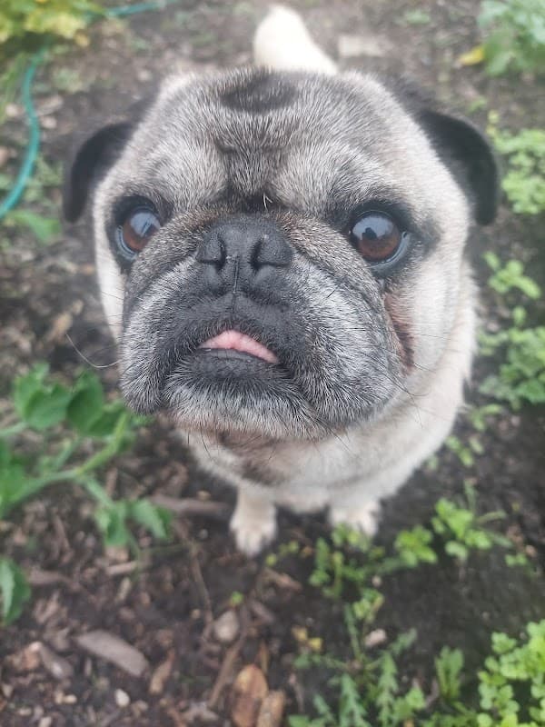 Donaldson's Vets Ltd - Vets in huddersfield