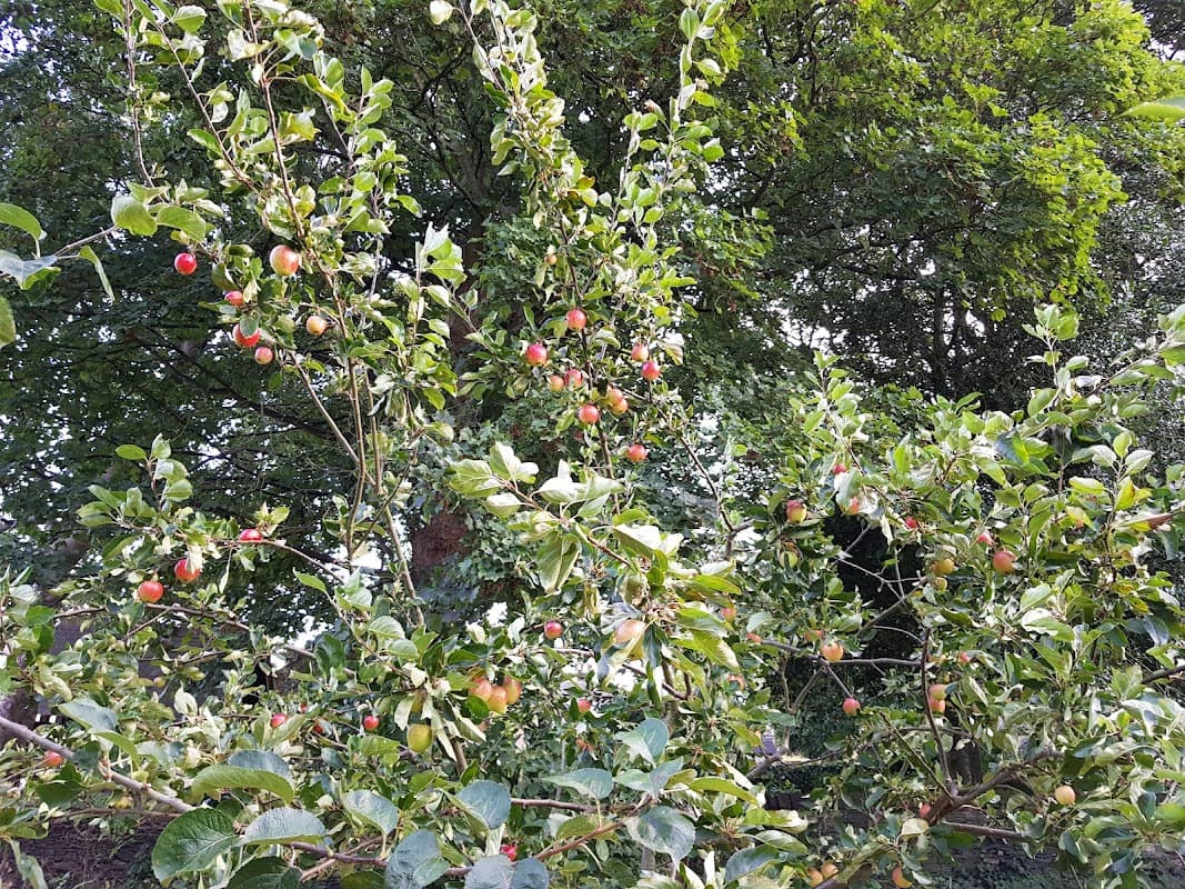Friends of Highfields Community Orchard - Park in huddersfield