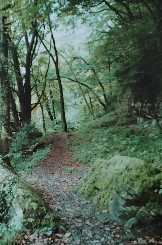 Forest path surrounded by lush greenery and trees, with fallen leaves scattered along the trail.