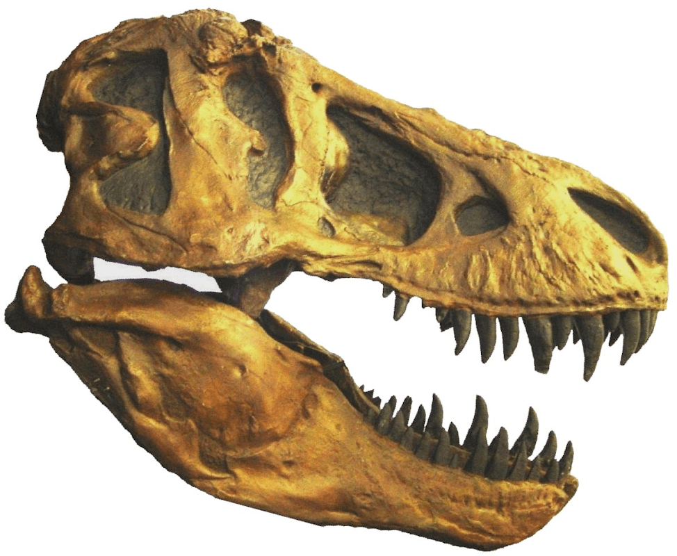 Dinostar - Museum in hull