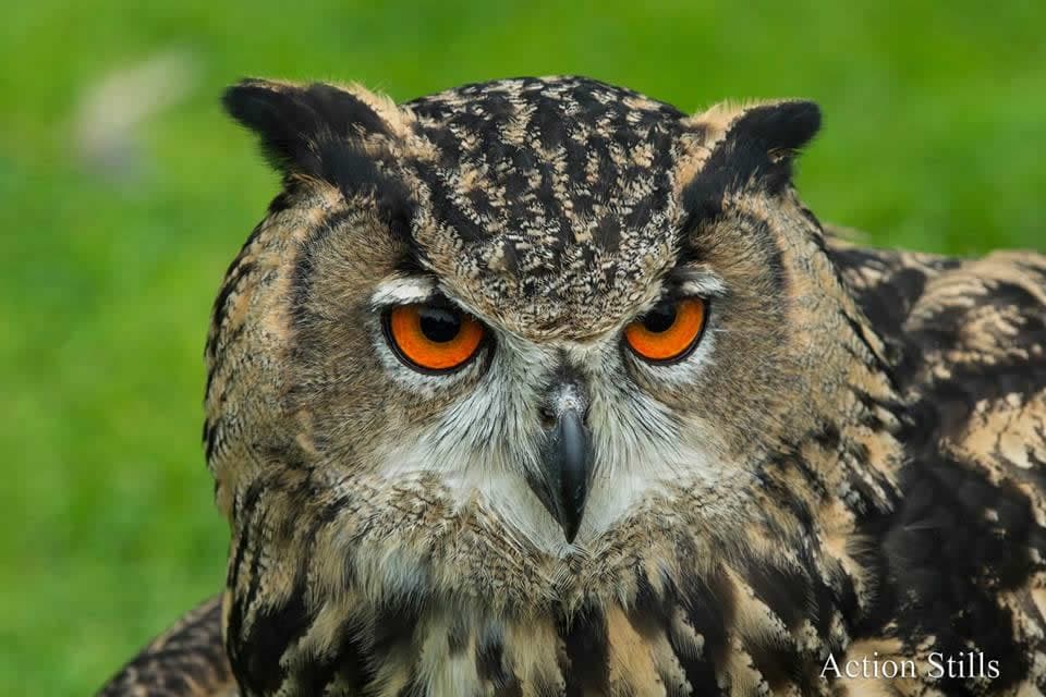 Joe’s Owl Encounters & Exotic Mobile Zoo - Attraction in great ouseburn