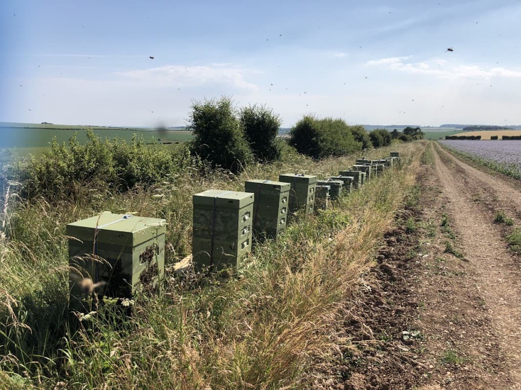 Row of green beehives along a dirt path, surrounded by tall grass and trees, set against a clear blue sky.