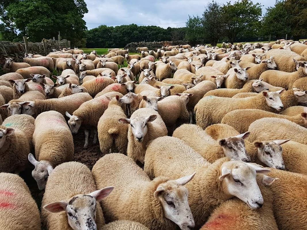 A large flock of sheep gathered closely in a field, surrounded by trees and a stone wall in Kirkby Overblow.