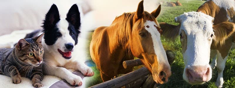 Forest House Veterinary Surgery - Vets in knaresborough