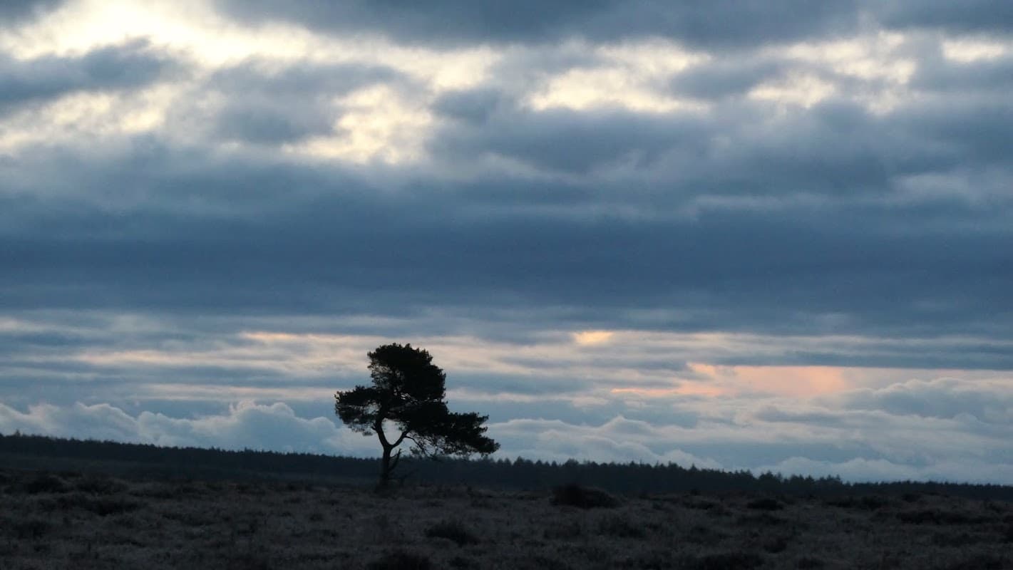 Lone tree silhouetted against a cloudy sky over the North York Moors landscape in Laskill, Yorkshire.