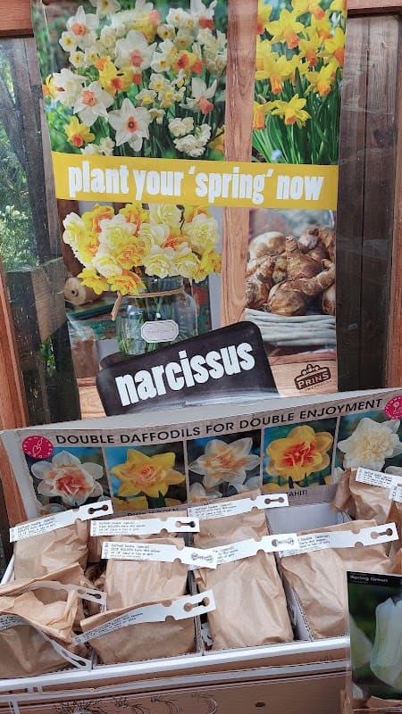 Display of daffodil bulbs and bags, with a promotional sign for planting 'spring' narcissus at Poets Cottage Nursery.