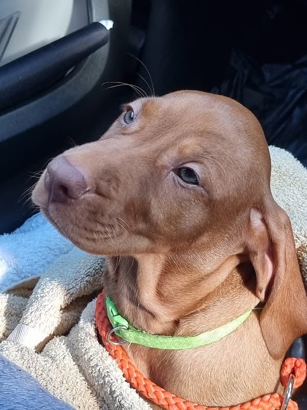 Wensleydale Vets - Vets in leyburn