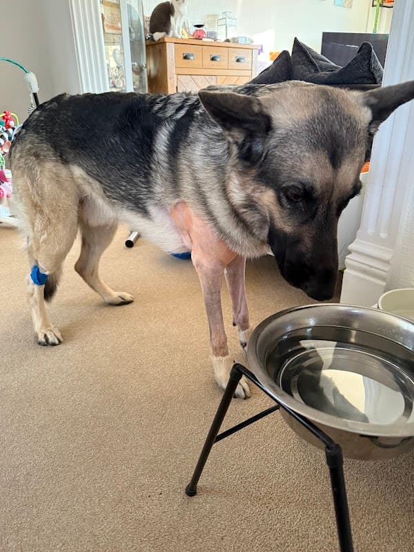 A German Shepherd stands beside a water bowl in a cozy indoor setting with light-colored carpet and furniture in the background.