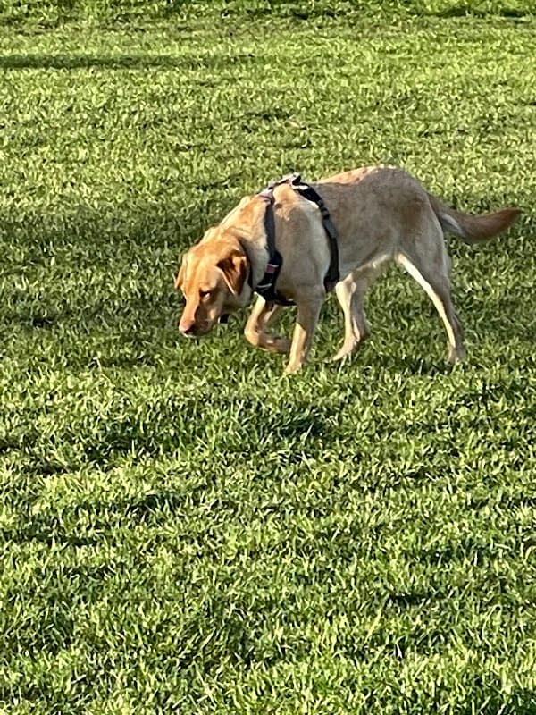 Park Road Recreation and Kids Play Area - Playgrounds in mexborough
