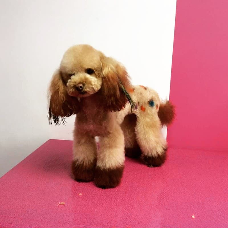 Amys Pets - Dog Grooming - Pet Shops in middlesbrough