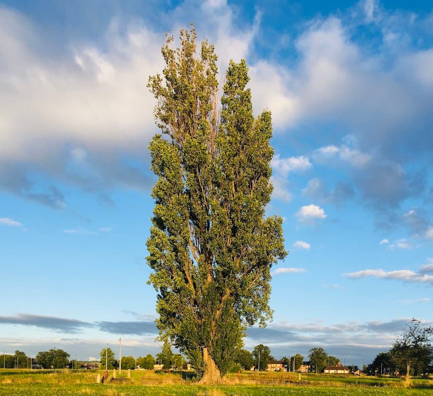 James Cook Park - Park in middlesbrough