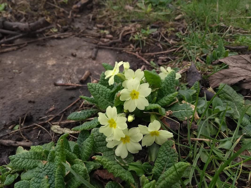North Ormesby Cemetery - Cemeteries in middlesbrough