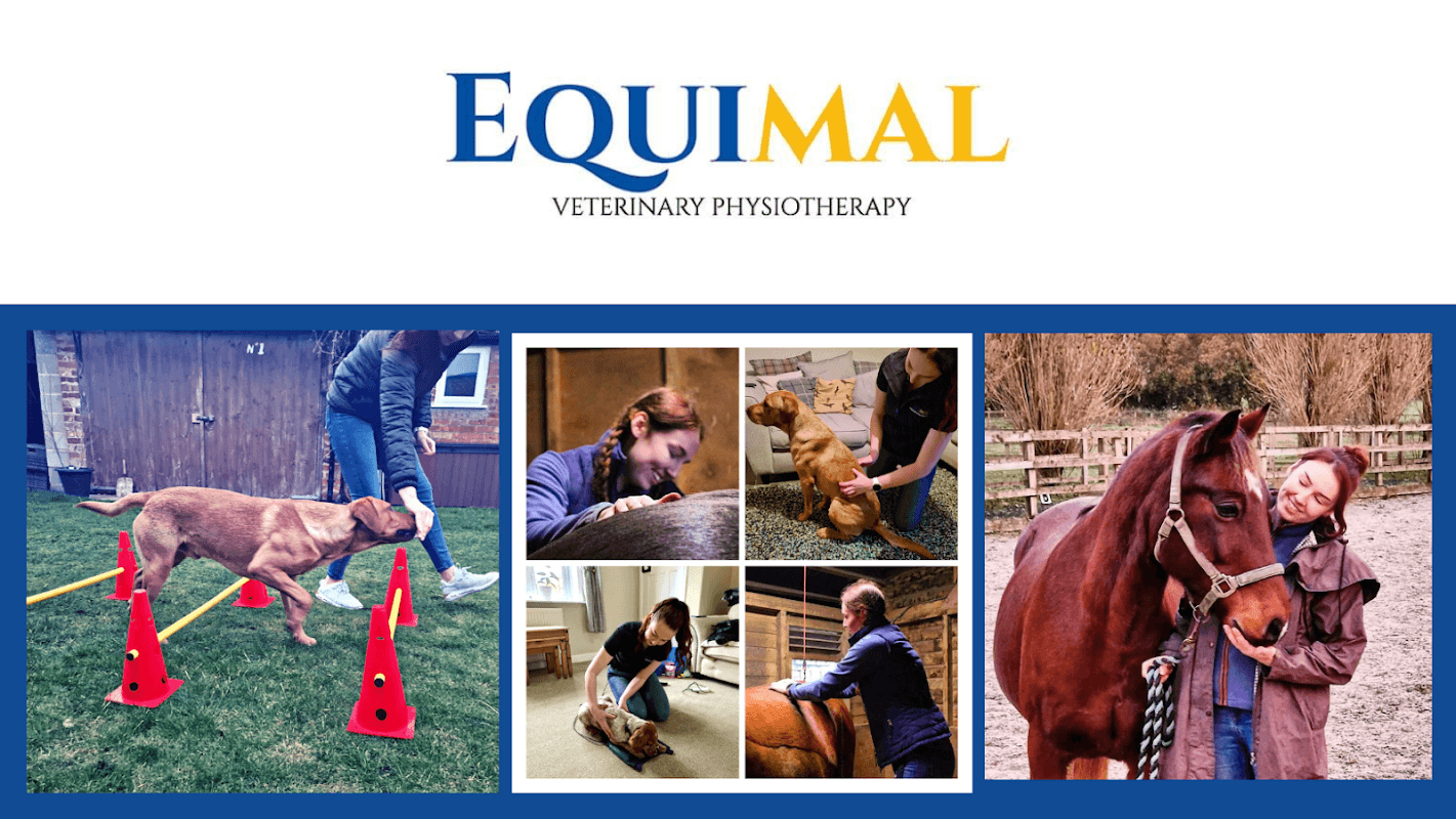 Logo of Equimal Veterinary Physiotherapy with images of dogs and horses receiving physiotherapy.