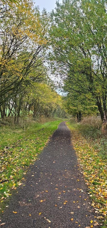 A winding path through a tree-lined trail with autumn leaves scattered on the ground in Millhouse Green, Yorkshire.