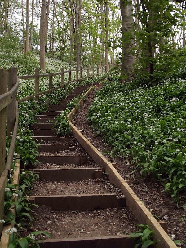 Winding wooden steps ascend through lush greenery and white wildflowers in Millington Wood, Yorkshire.