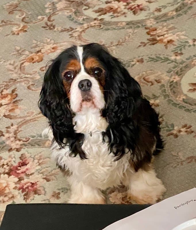 Donaldson's Vets Ltd - Vets in mirfield