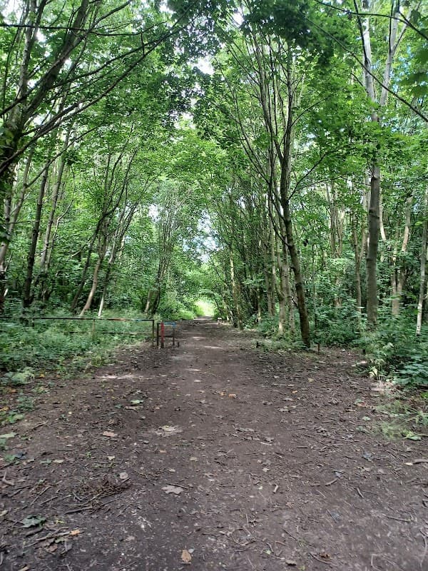 A dirt path through a lush green forest with tall trees and dense foliage on either side.