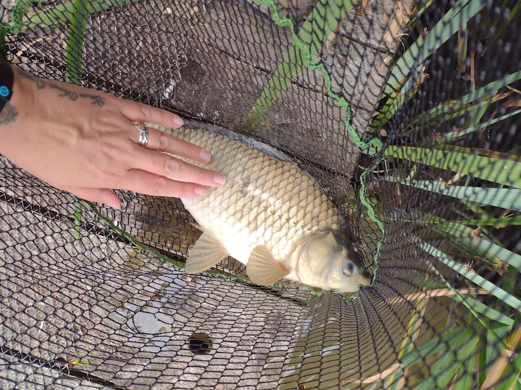 A hand gently rests on a large fish caught in a net, surrounded by grass and natural elements.