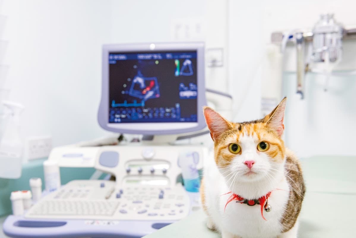 Holly House Veterinary Hospital & Ark Referrals - Vets in moortown