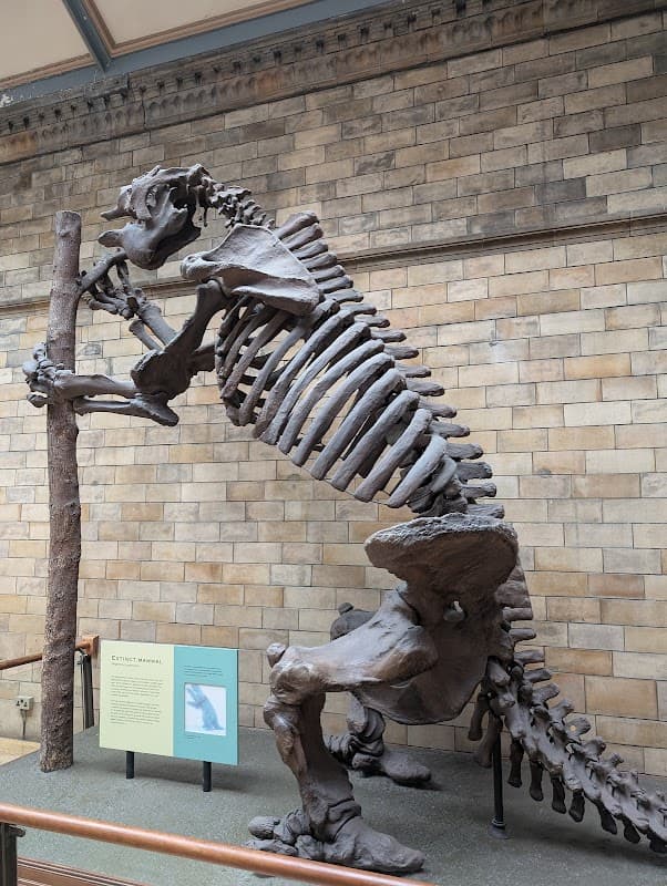 Skeletal dinosaur exhibit with a large ribcage and limbs, set against a stone wall with informational signage.