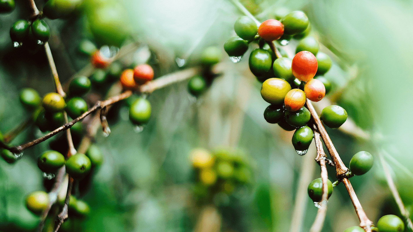 Cafe Foundry Coffee Roasters in neepsend