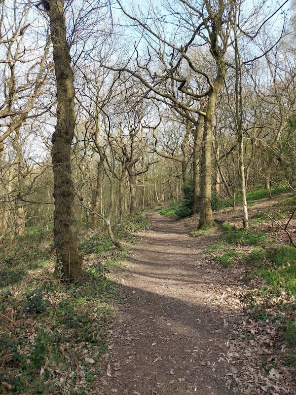 Winding dirt path through Stoneycliffe Wood, flanked by bare trees and sparse greenery in early spring.