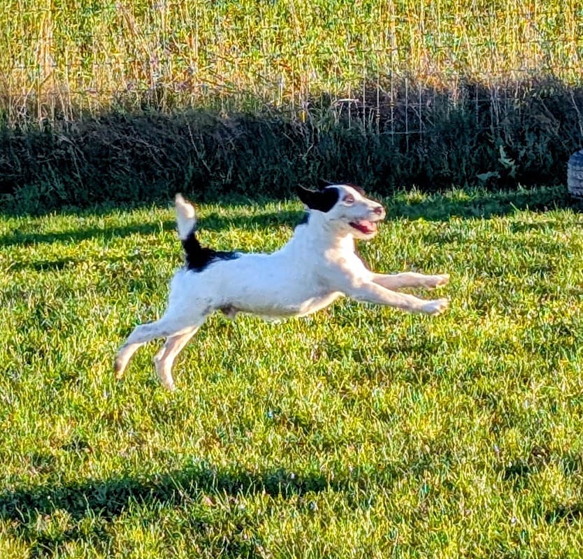 A lively dog leaps joyfully across a grassy field at Furfields Dog Park in Newthorpe, North Yorkshire.