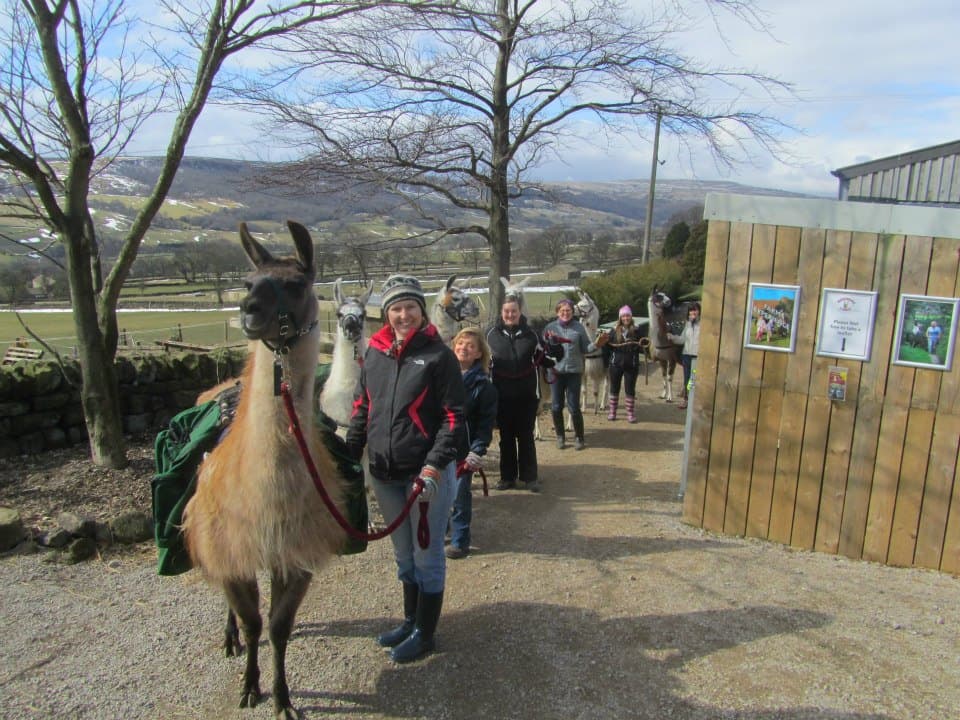 Nidderdale Llamas - Attraction in wilsill