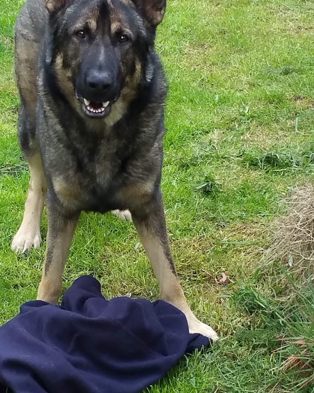 Medivet Northallerton East Rd - Vets in northallerton