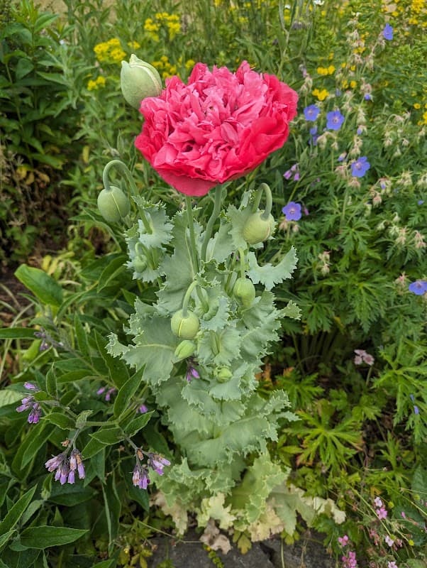 Vibrant pink poppy flower surrounded by green foliage and various colorful wildflowers in a community garden.