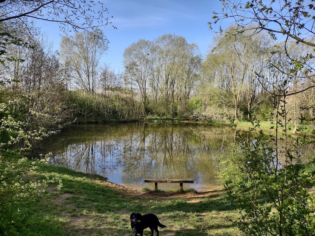Serene pond surrounded by lush trees and greenery, with a black dog in the foreground. Clear blue sky above.