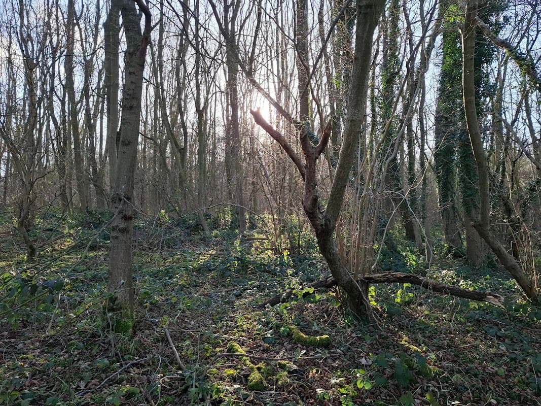 Sunlight filters through bare trees in Birkham Woods, highlighting lush green undergrowth and twisted branches.