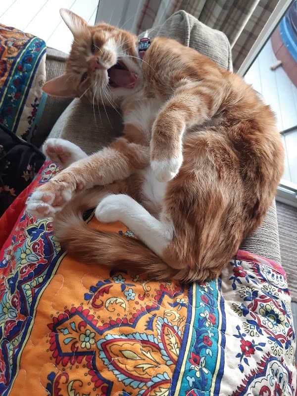 A ginger cat yawns while lounging on a colorful patterned cushion in a cozy setting.