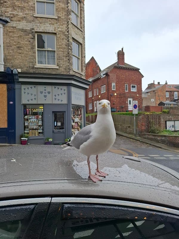 Pedrington's Portal - Gift Shops in scarborough