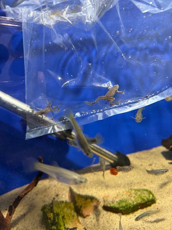 Steve's Aquatic Pet Emporium - Pet Shops in scarborough