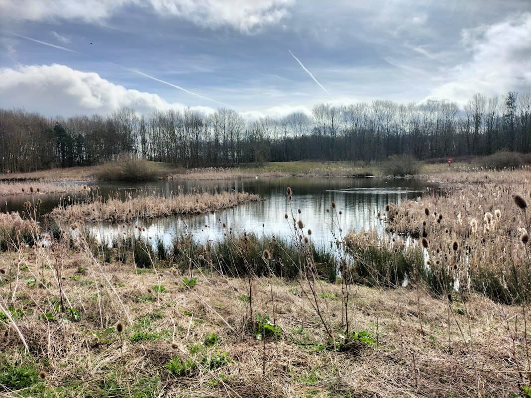 Serene lake surrounded by tall grasses and bare trees under a cloudy sky in Scorton, North Yorkshire.