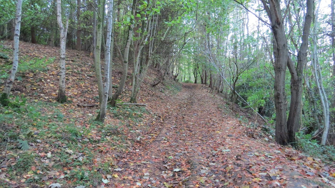 A winding dirt path through a wooded area with fallen leaves and trees lining both sides.