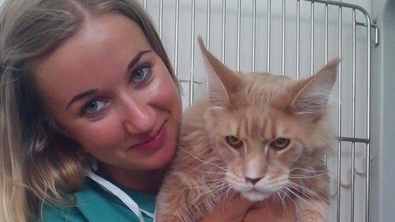 City Mobile Vet - Vets in sheffield